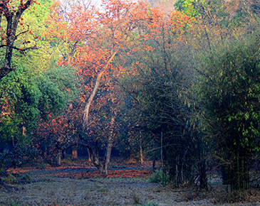 Bandhavgarh National Park