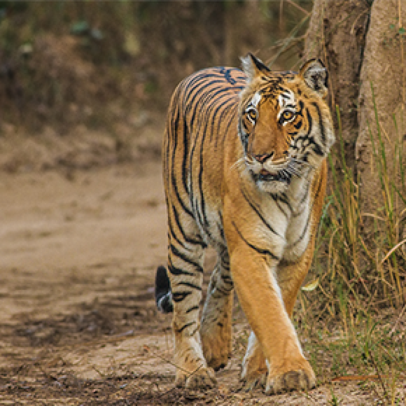Ranthambore 1 365 290